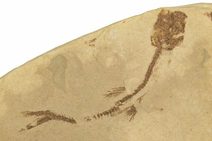 Oligocene Fossil Marine Smelt (Glossanodon) - Poland #320608